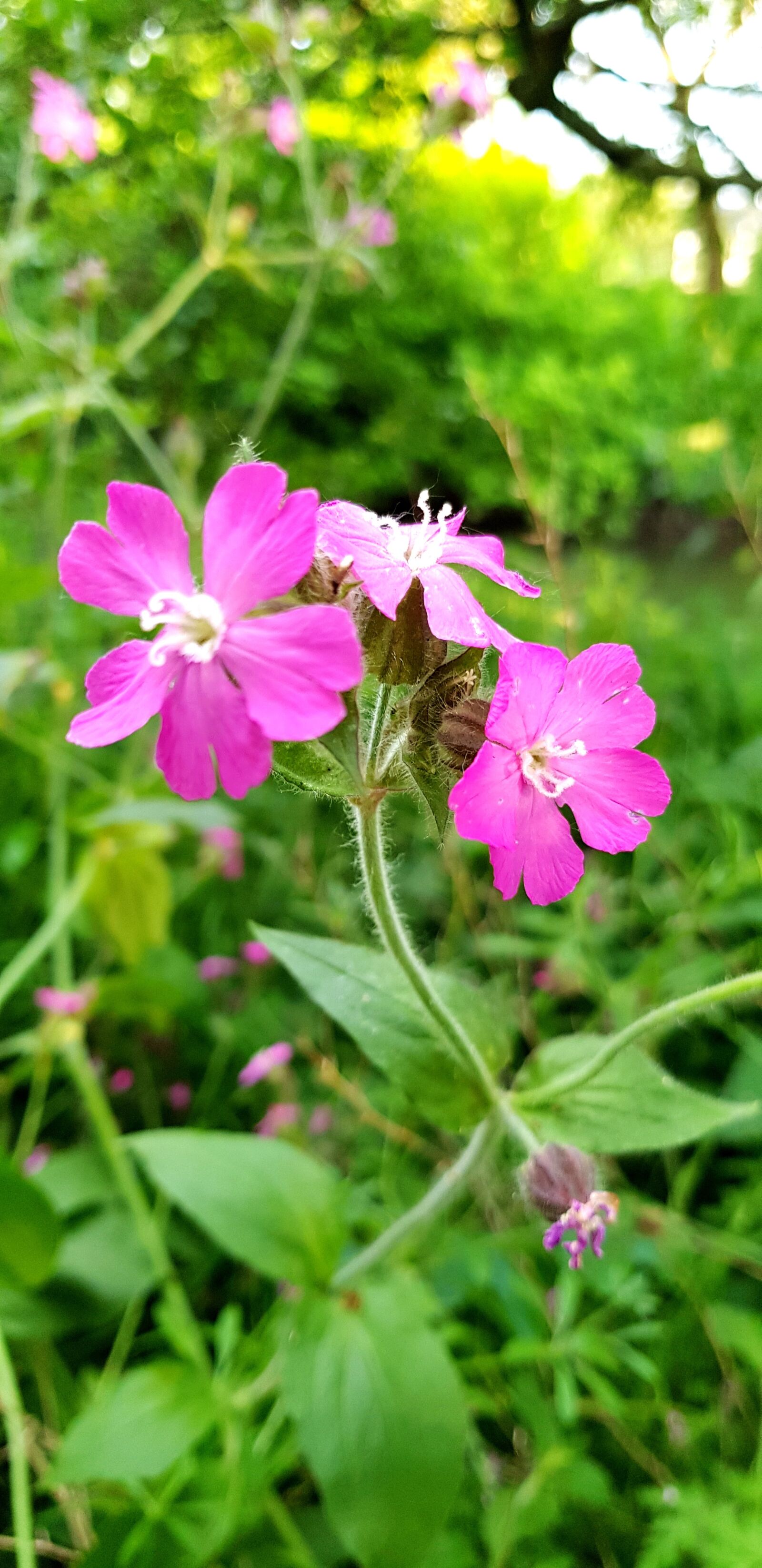 Samsung Galaxy S8 sample photo. Blossom, bloom, spring photography
