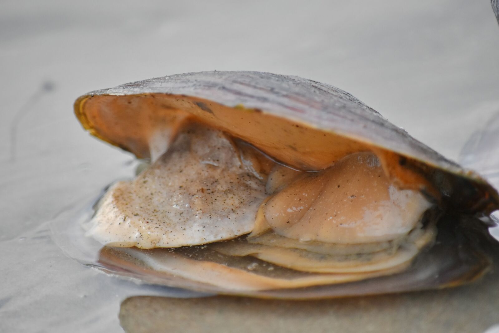 Nikon D5500 sample photo. Animal, mussel, riverbank, sand photography