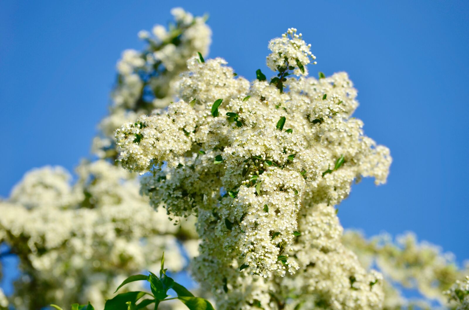 Nikon D5100 sample photo. Hawthorn, flowers, bush photography