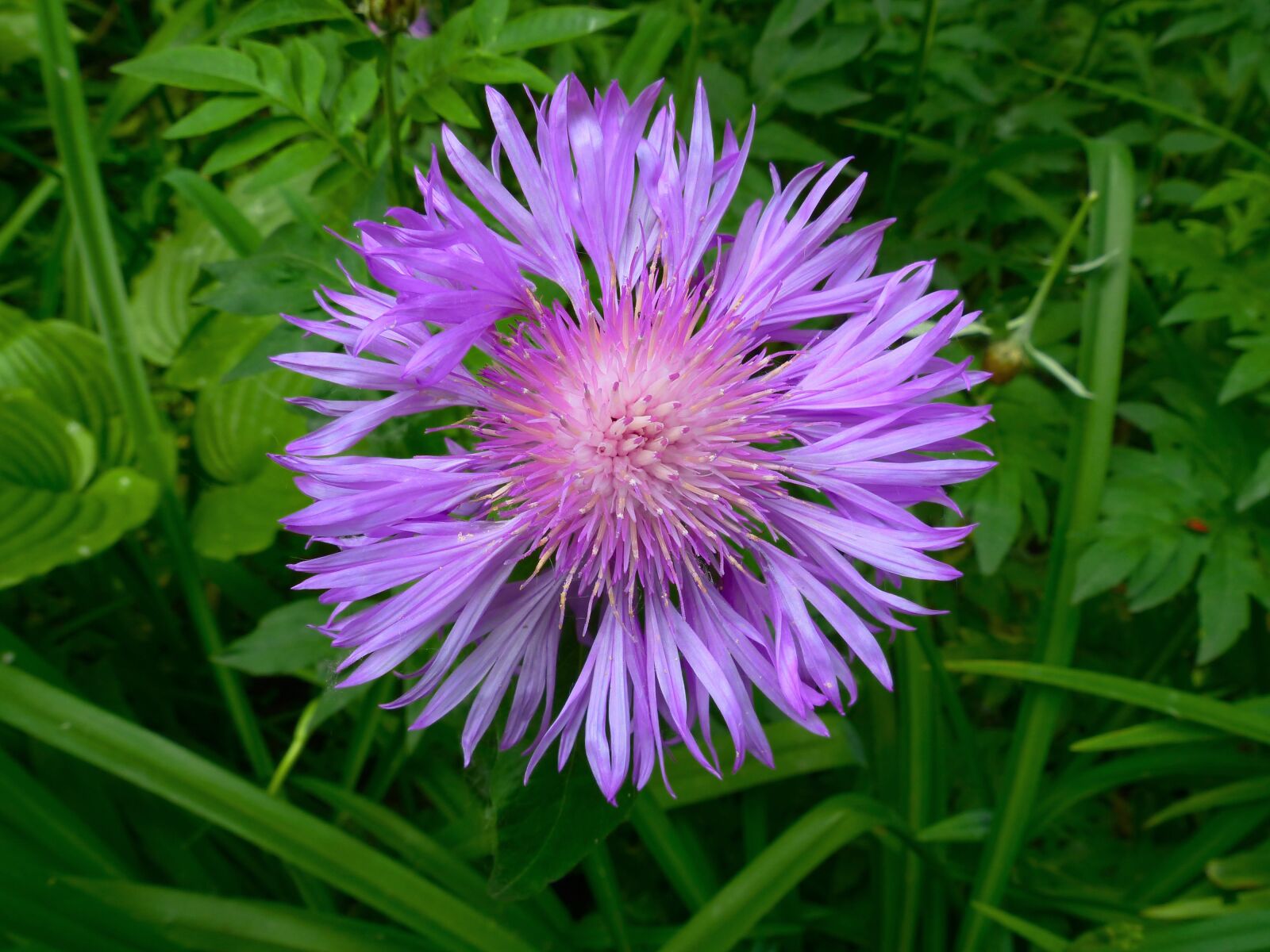 Panasonic Lumix DMC-FZ200 sample photo. Flower, lilac, purple photography