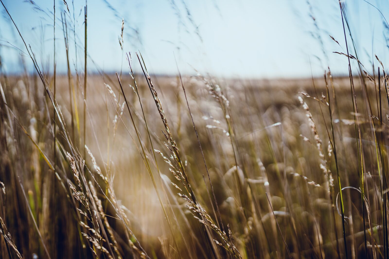 Sony a7 III + Sigma 35mm F1.4 DG HSM Art sample photo. West, wild grass, china photography