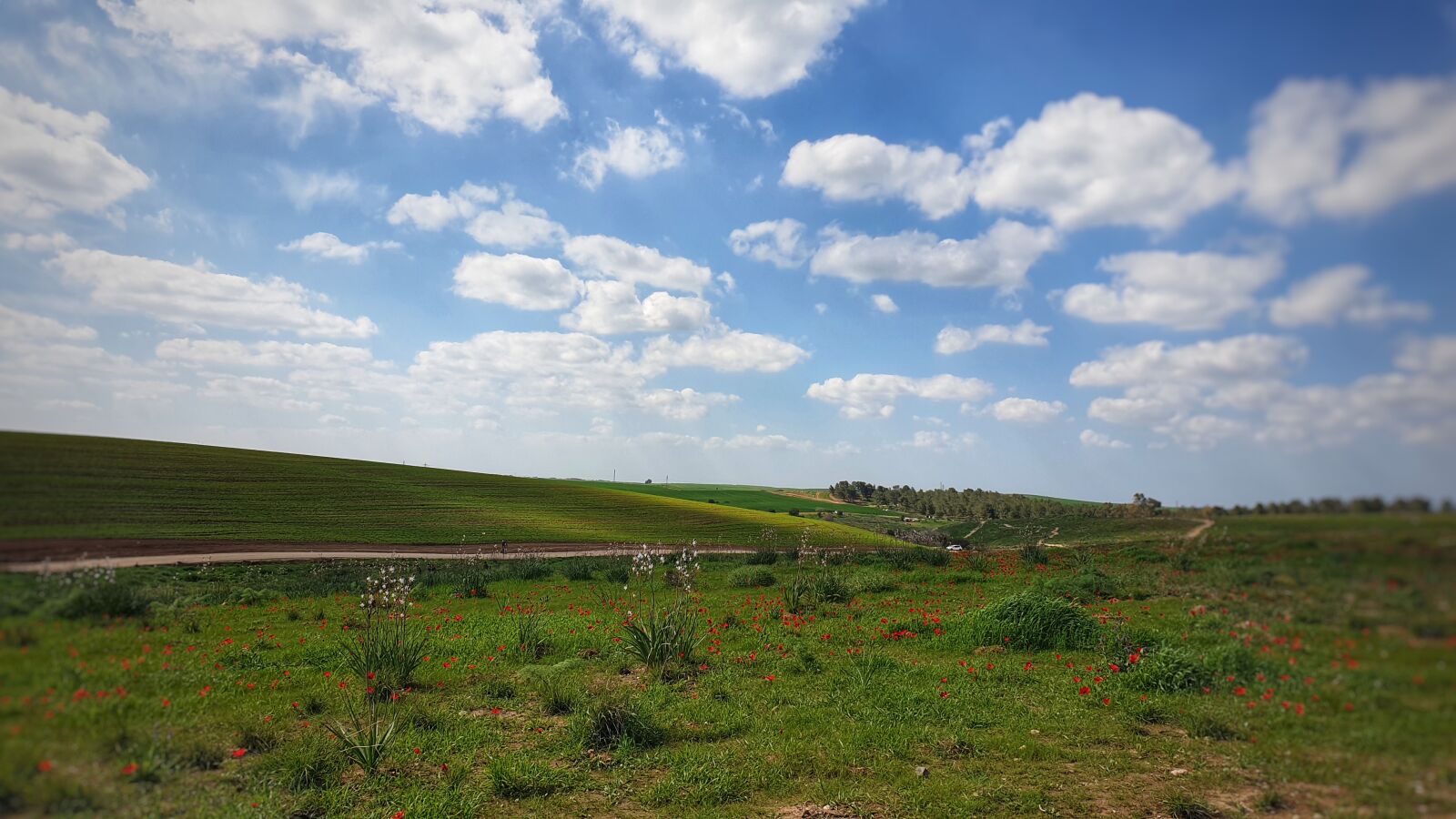 Samsung Galaxy S9+ sample photo. Israel, nature, sand photography