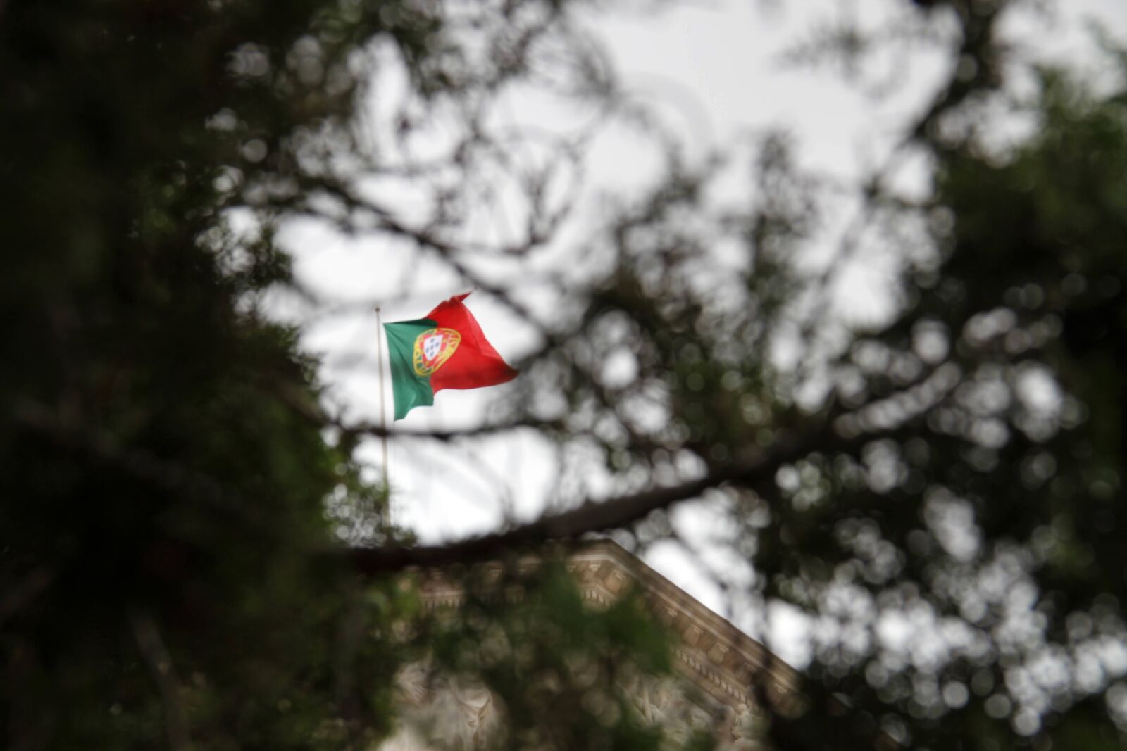 Canon EOS 7D sample photo. The flag, portugal, tree photography