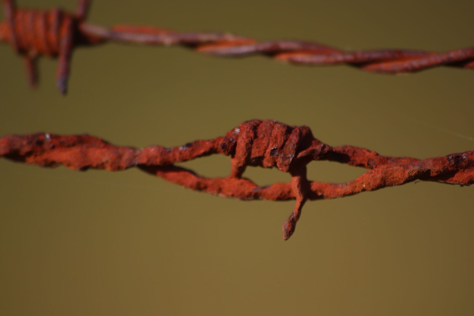 Canon EOS 800D (EOS Rebel T7i / EOS Kiss X9i) sample photo. Barbed wire, rust, closing photography
