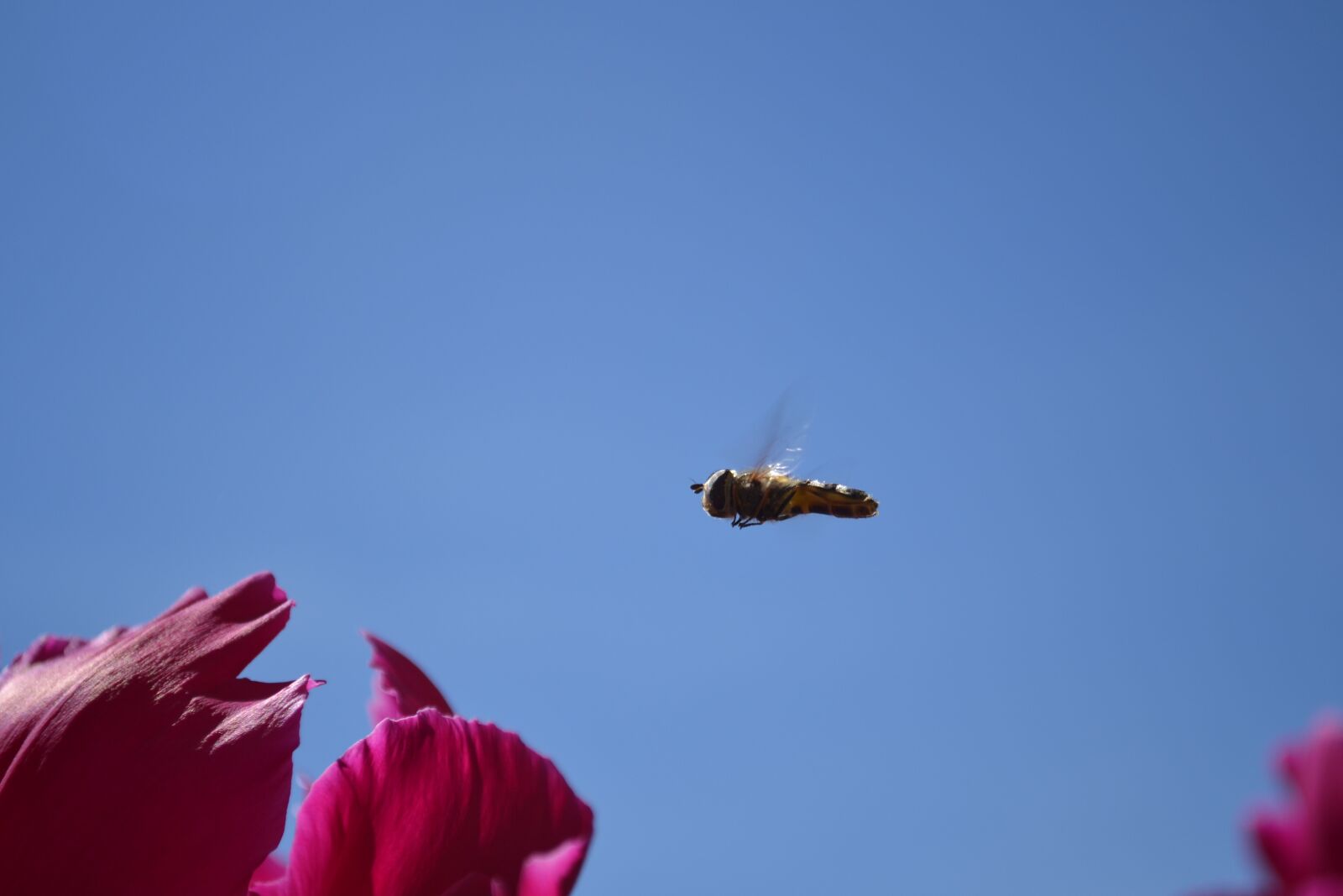 Nikon D3100 sample photo. Nature, himmel, outdoor photography