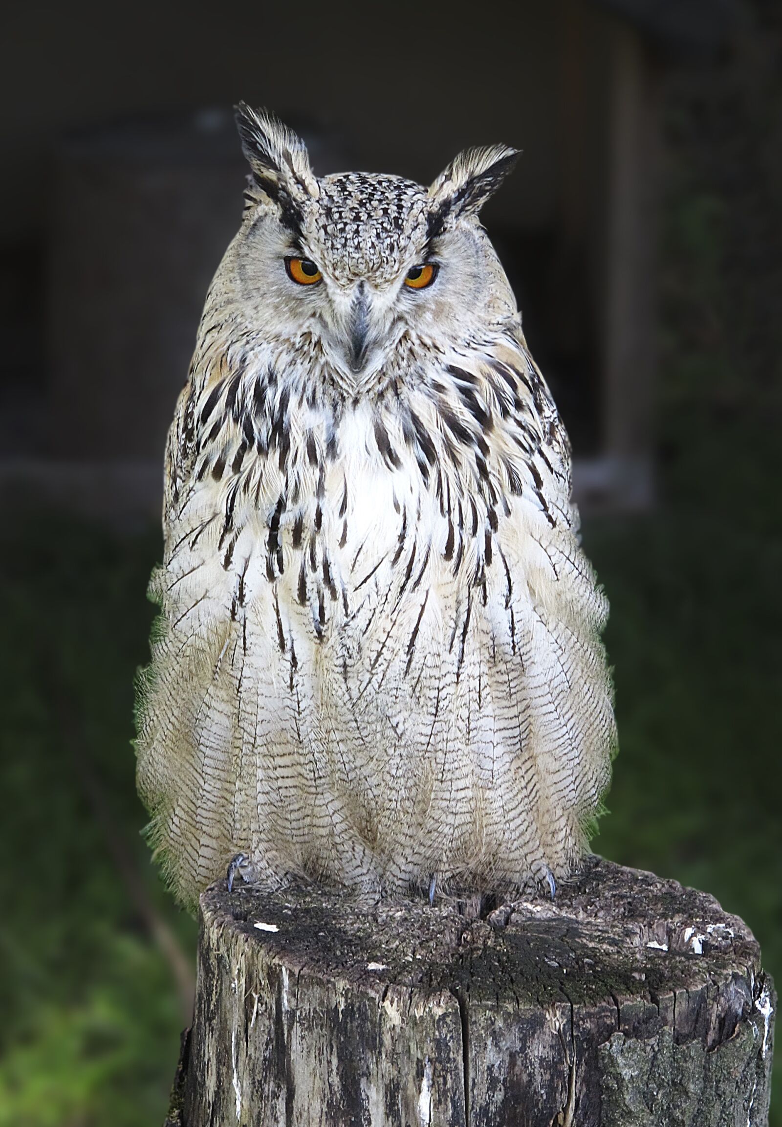 Canon PowerShot G12 sample photo. Owl, long eared owl photography
