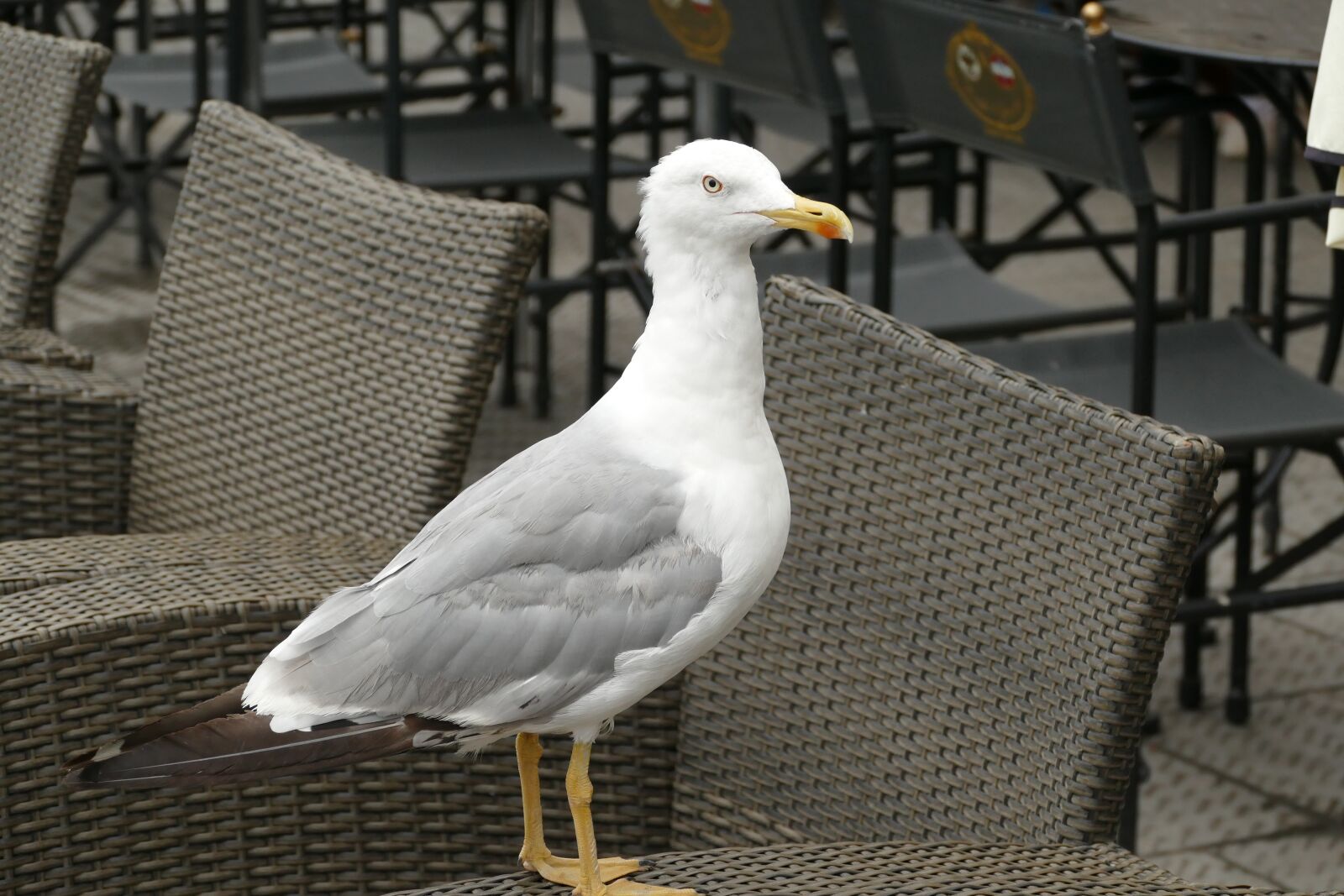 Panasonic Lumix DMC-FZ1000 sample photo. Seagull, seevogel, bird photography