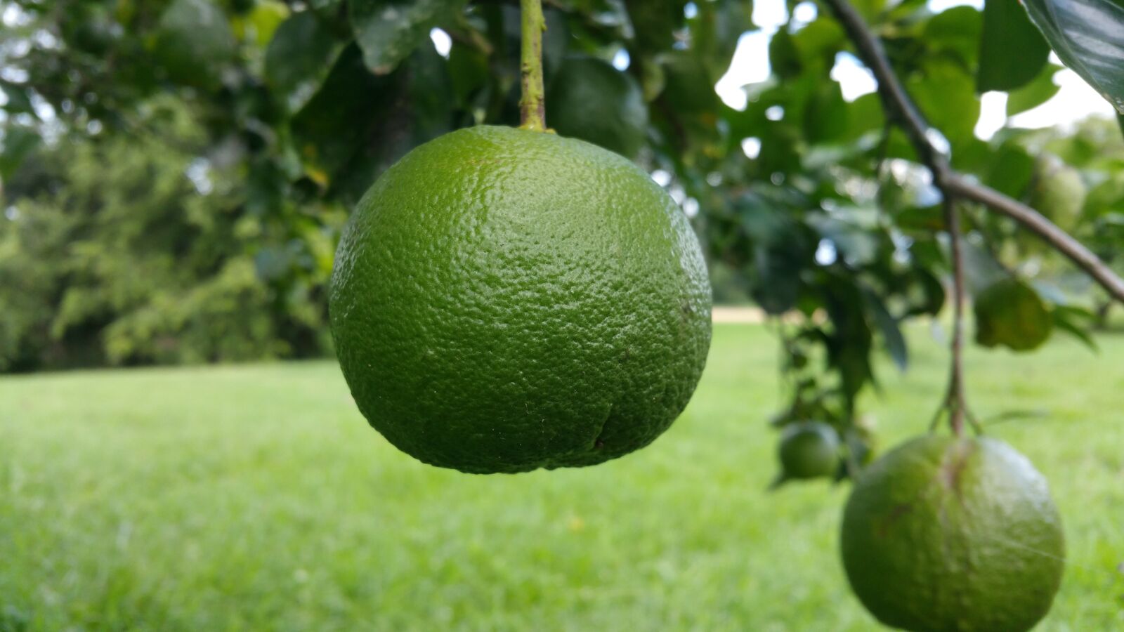 Samsung Galaxy Note4 sample photo. Orange, green, round photography