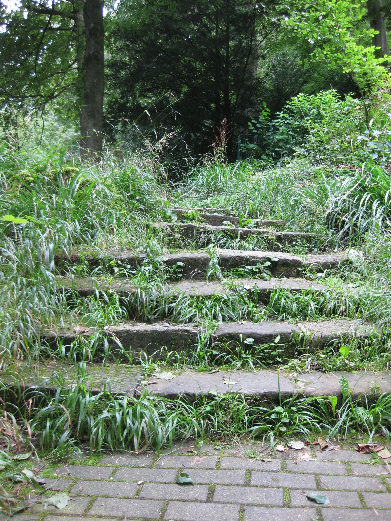 Canon PowerShot SD770 IS (Digital IXUS 85 IS / IXY Digital 25 IS) sample photo. Stairs, forest, nature photography