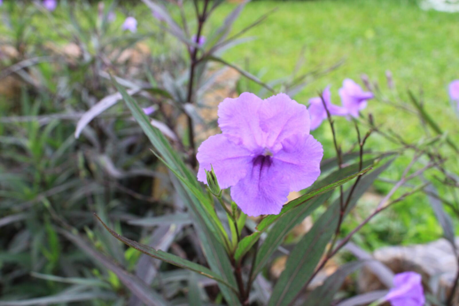 Canon EOS 550D (EOS Rebel T2i / EOS Kiss X4) sample photo. Natural, flower, nature photography