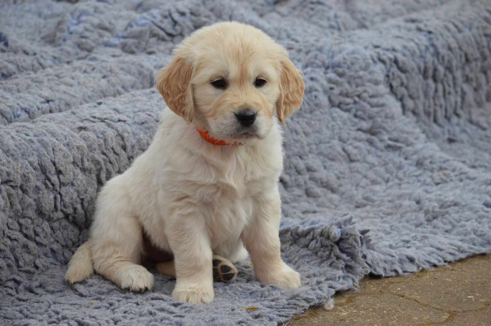 Nikon D3200 sample photo. Dog, golden retriever, puppy photography