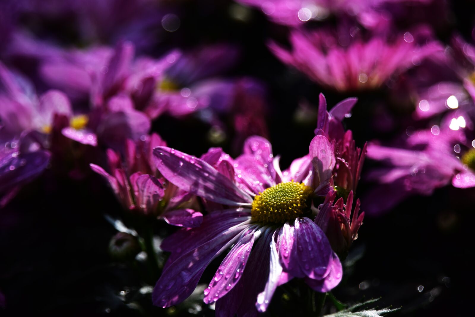 Nikon D810 sample photo. Beautiful, flowers photography