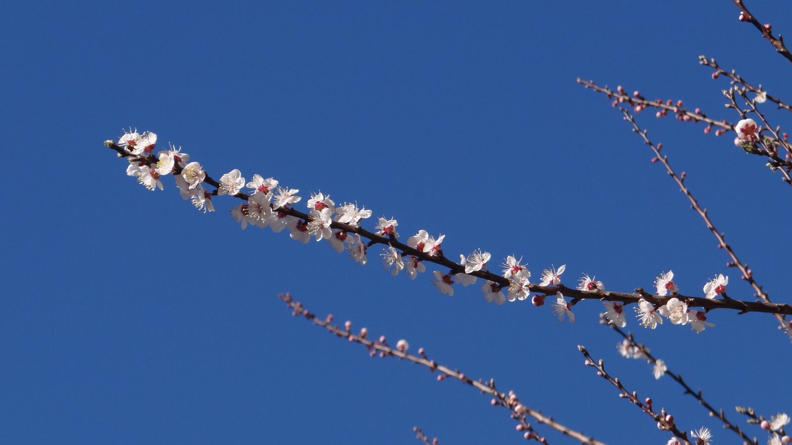 Sony Cyber-shot DSC-HX100V sample photo. Sky, white, flower photography