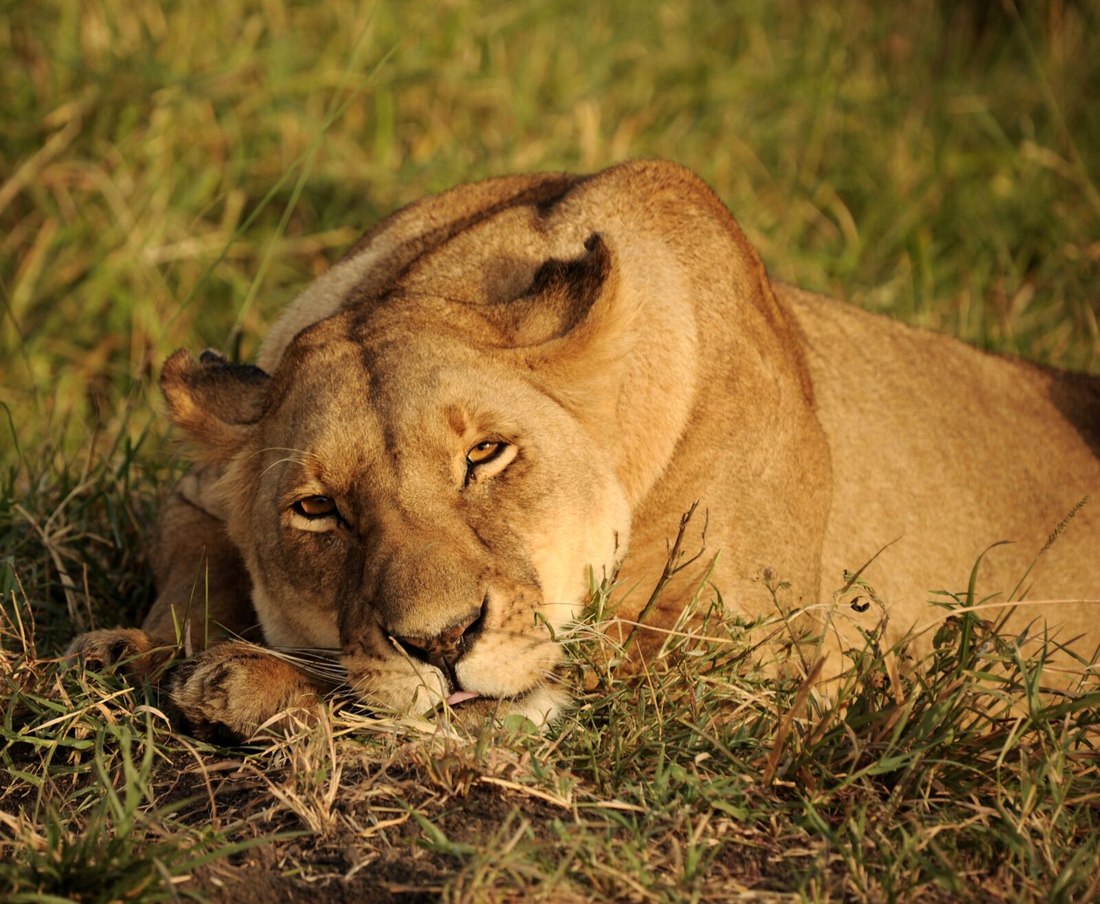 Nikon D3S sample photo. Cat, big cat, lion photography