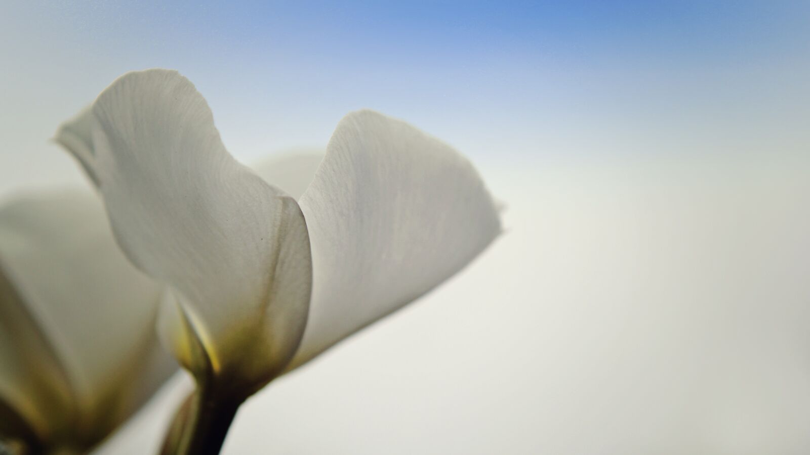 Canon EOS 60D sample photo. Flower, lily, white photography