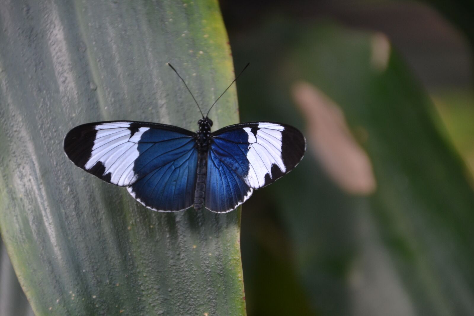 Nikon D3100 sample photo. Butterfly, blue, whit photography
