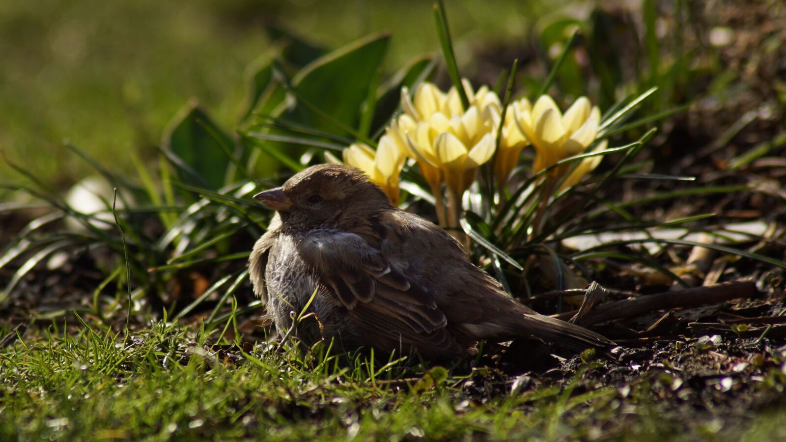 Sony SLT-A68 sample photo. Sparrow, house sparrow, 2002 photography