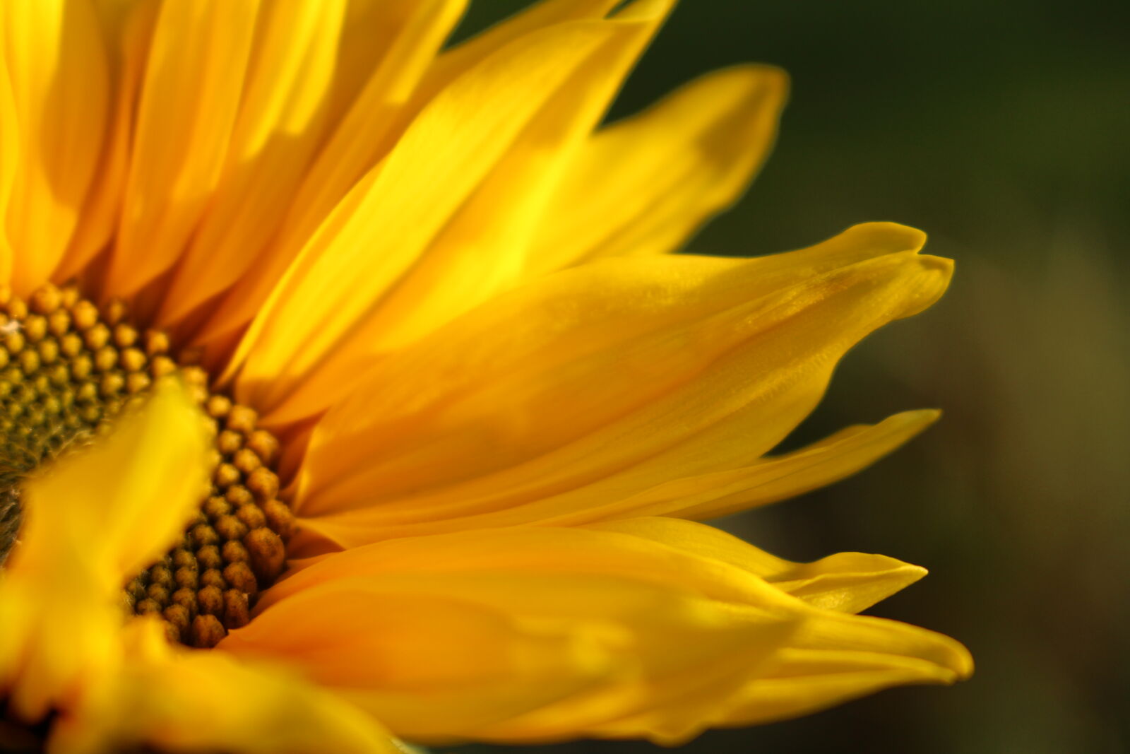 Canon EOS 700D (EOS Rebel T5i / EOS Kiss X7i) sample photo. Macro, sunflower photography