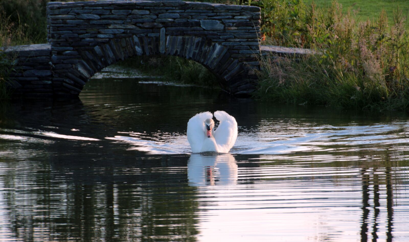 Canon EOS 650D (EOS Rebel T4i / EOS Kiss X6i) sample photo. Swan, mute swan, cygnus photography