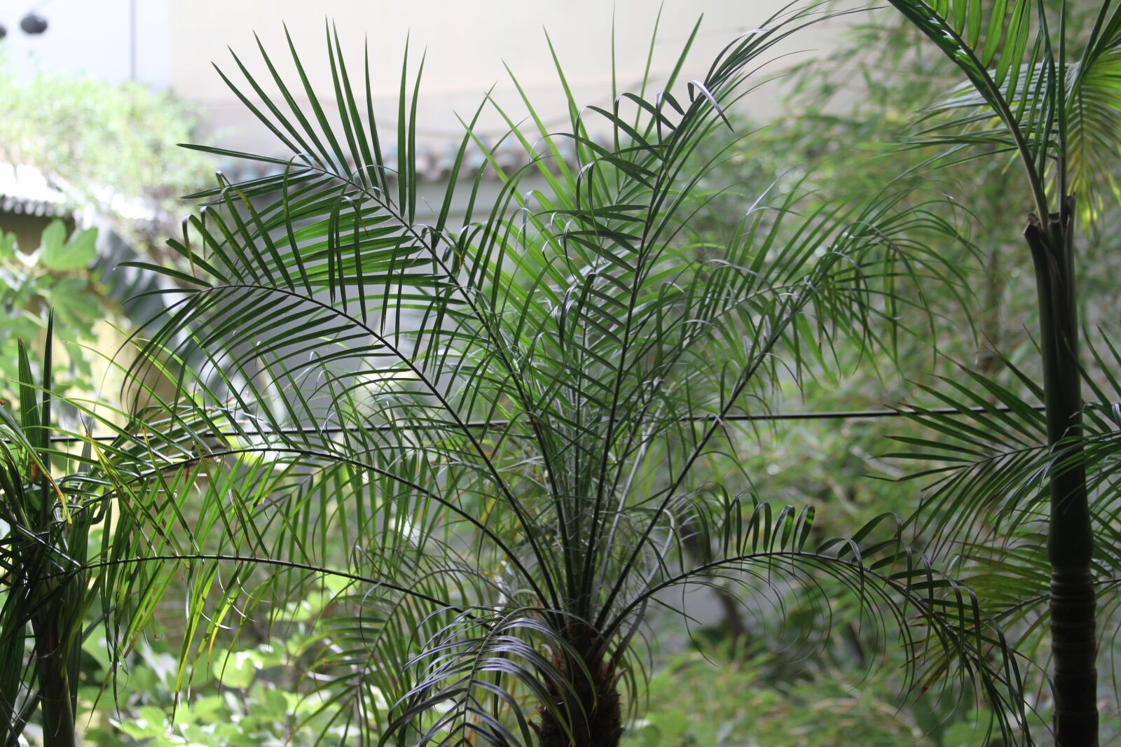 Canon EOS 7D sample photo. Palm, garden, decorates photography
