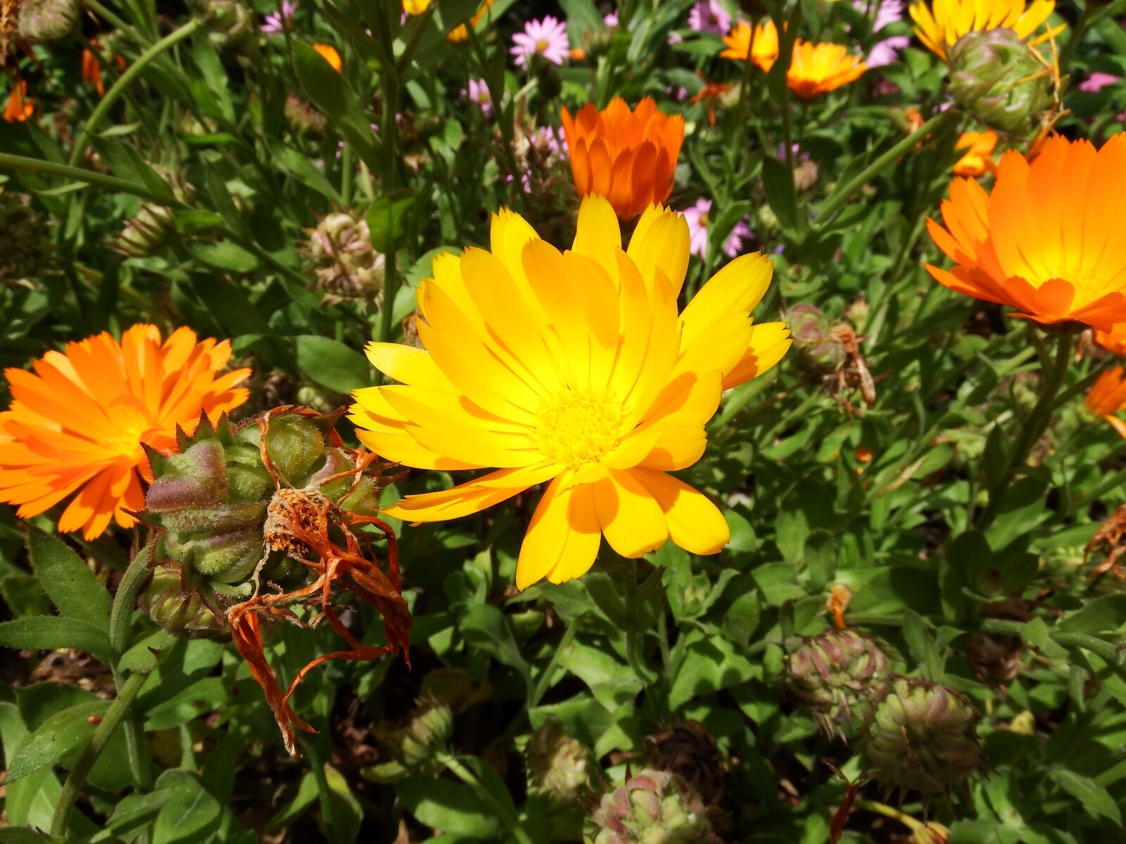 Fujifilm FinePix S1 sample photo. Macro, flower, orange photography