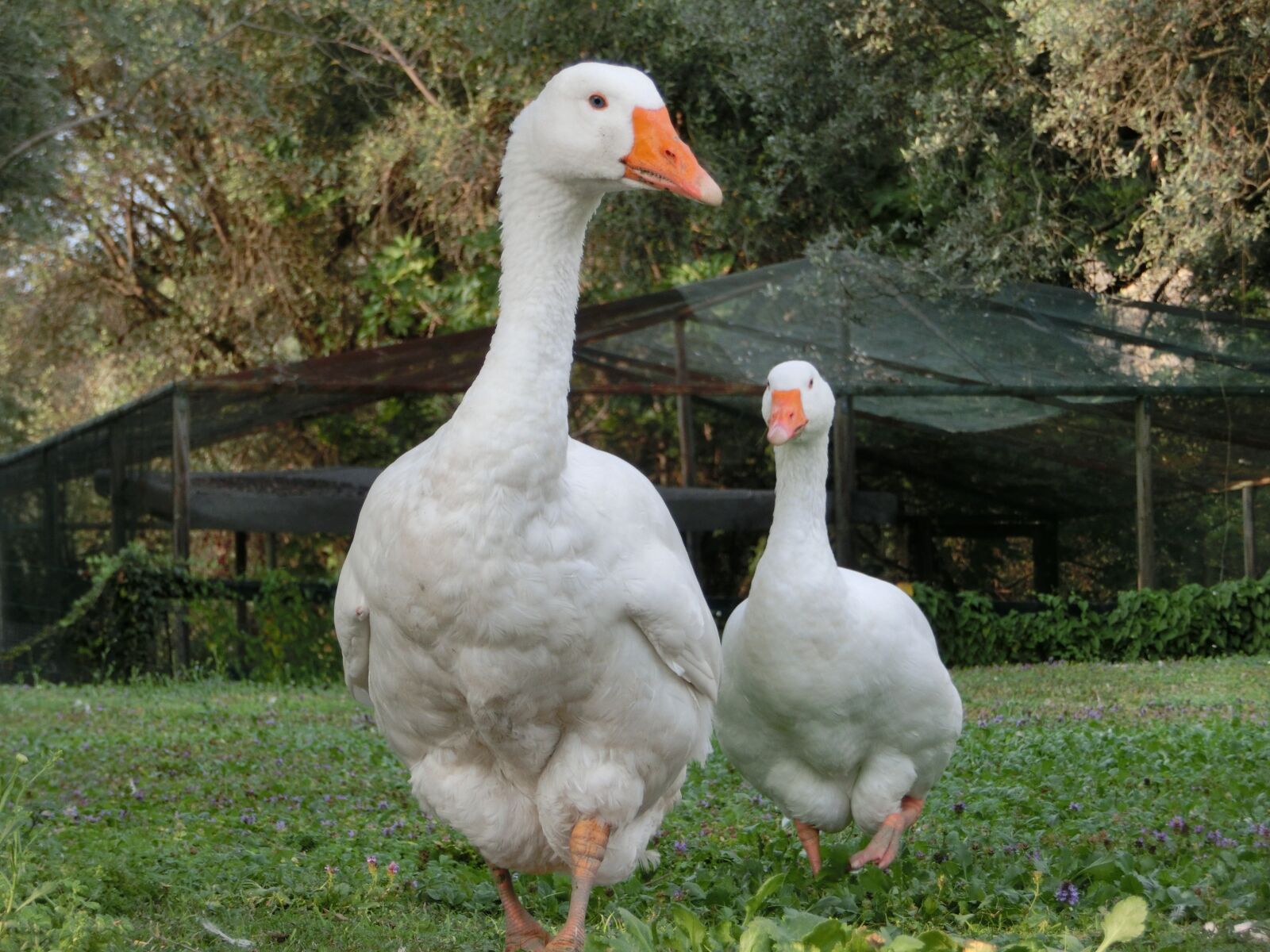 CASIO EX-ZR310 sample photo. Oca, geese, animals photography