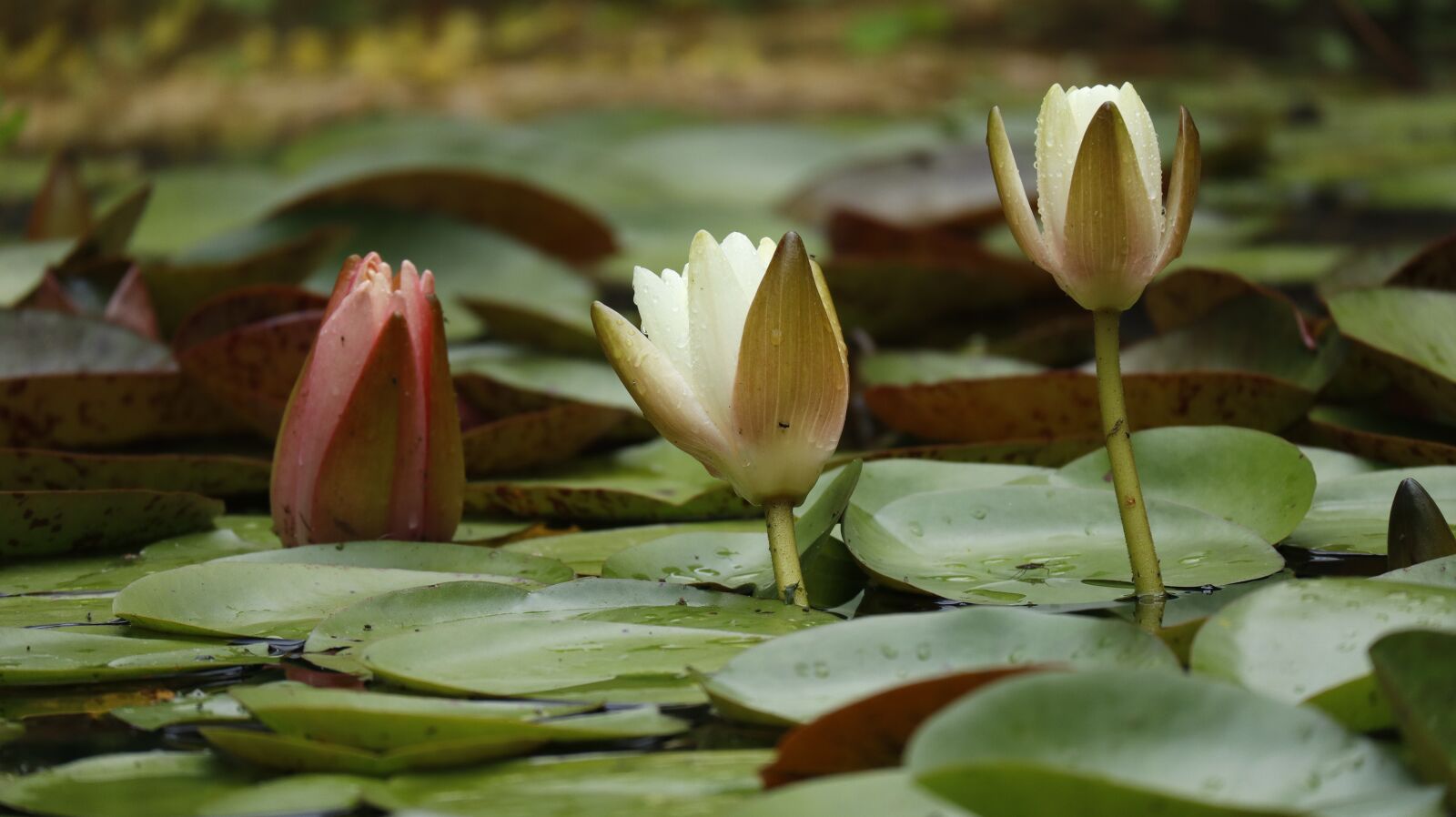 Canon EOS M50 (EOS Kiss M) + Canon EF-M 55-200mm F4.5-6.3 IS STM sample photo. Lilies, water, pond photography