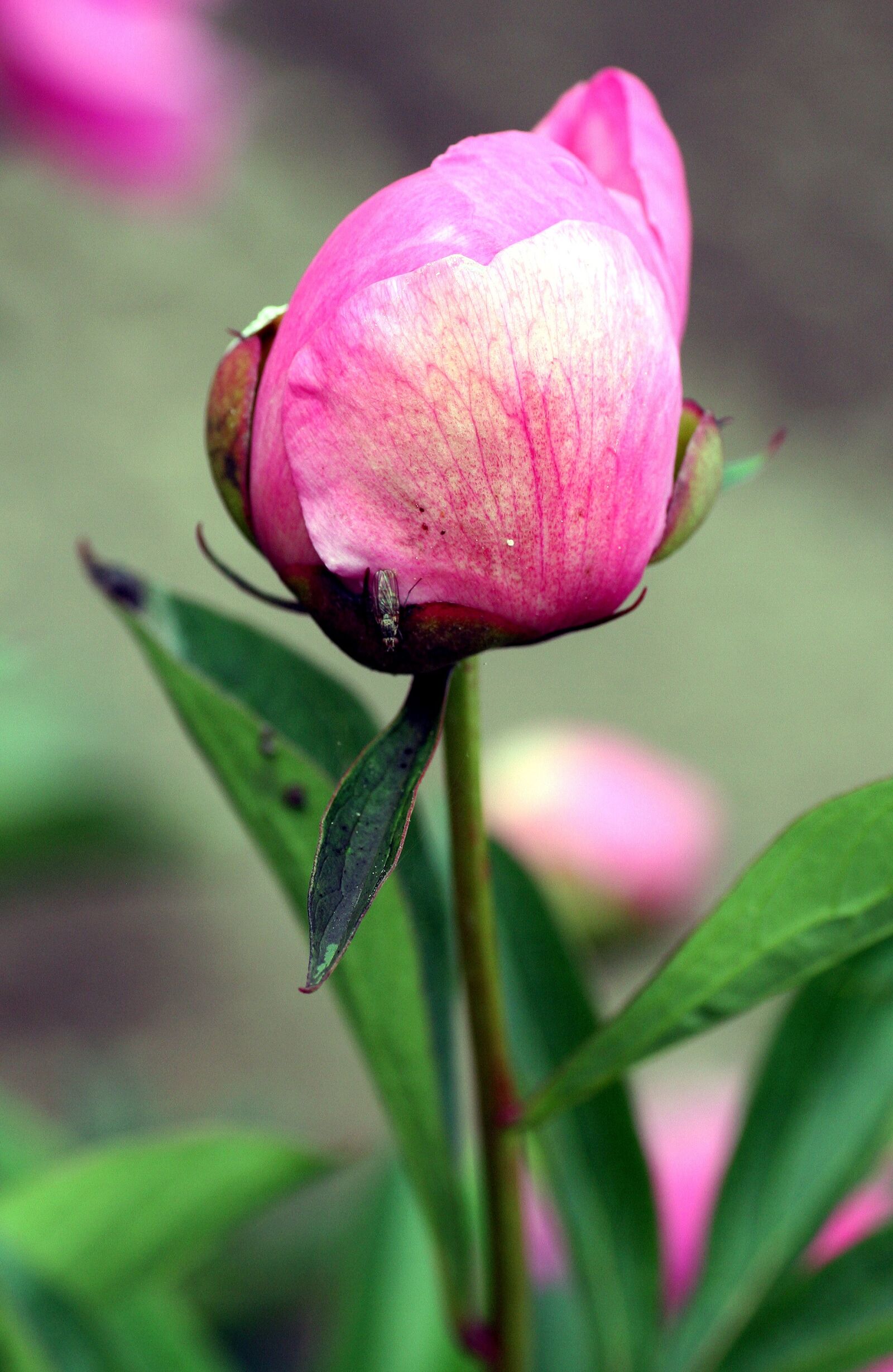 Canon EOS 350D (EOS Digital Rebel XT / EOS Kiss Digital N) sample photo. Flower, peony, pink photography