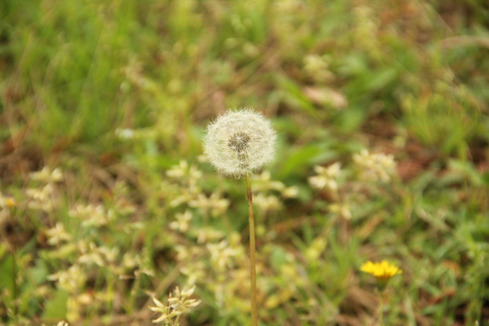 Canon EOS 550D (EOS Rebel T2i / EOS Kiss X4) + Canon EF-S 18-135mm F3.5-5.6 IS sample photo. Beautiful, flowers, dandelion photography