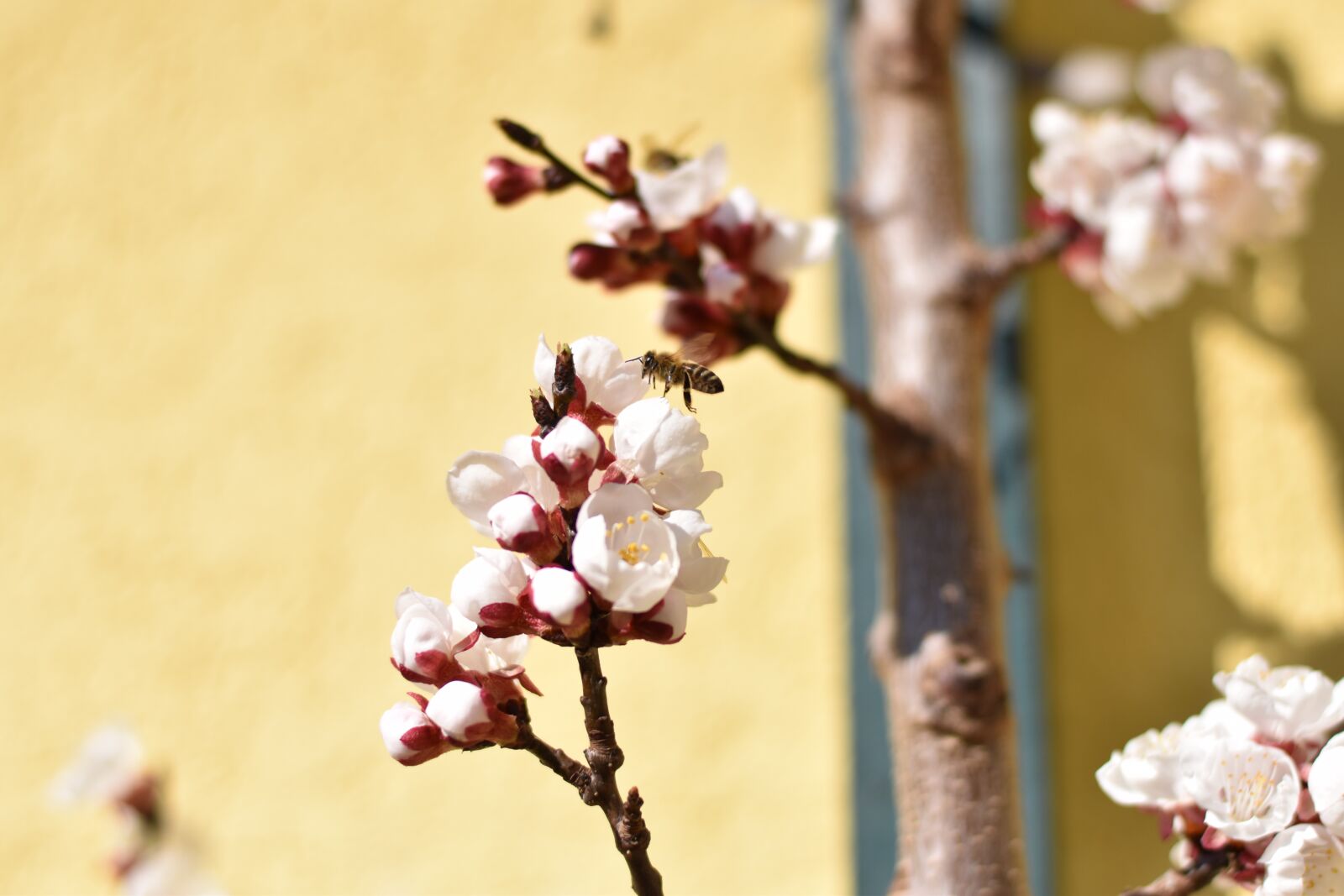 Nikon D5600 sample photo. Bee, blossom, bloom photography