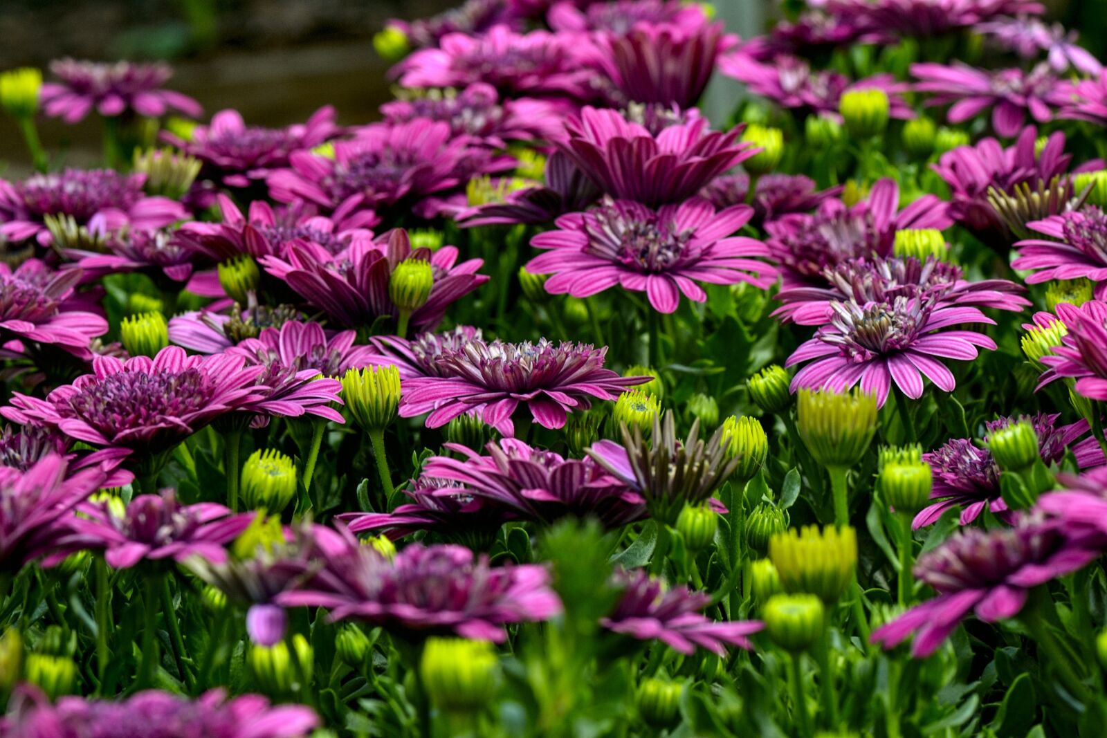 Nikon D3100 sample photo. Cape basket, flowers, colorful photography