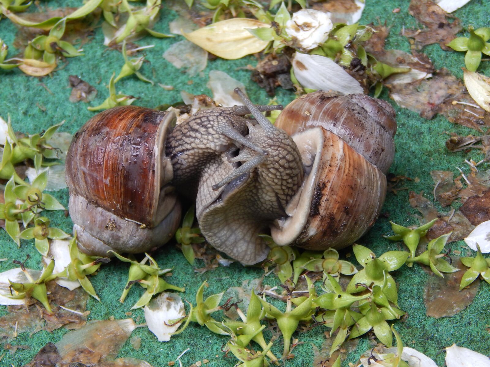 Nikon Coolpix L820 sample photo. Snail couple, snail, love photography