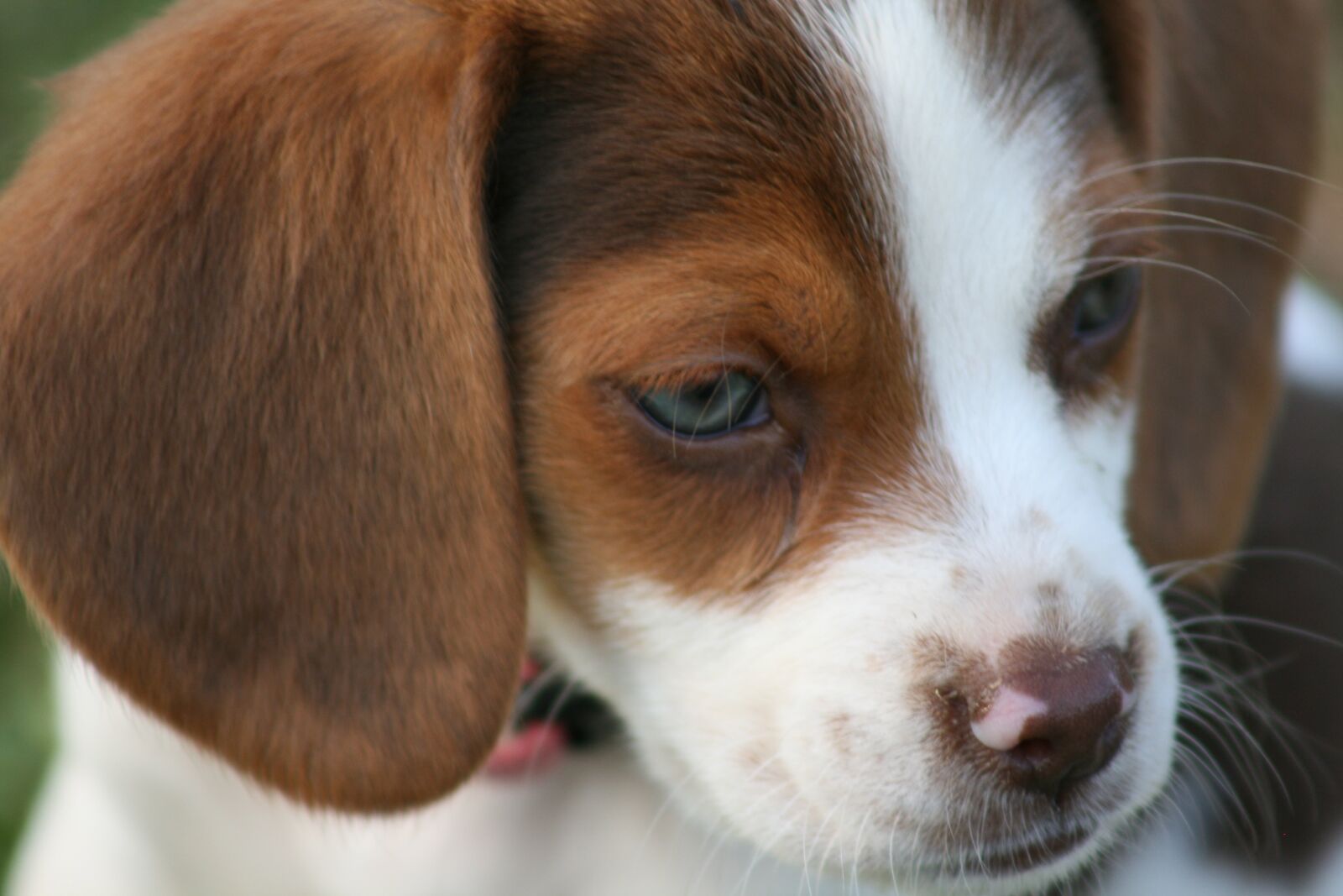 Canon EOS 400D (EOS Digital Rebel XTi / EOS Kiss Digital X) sample photo. Beagle, puppy, dog photography