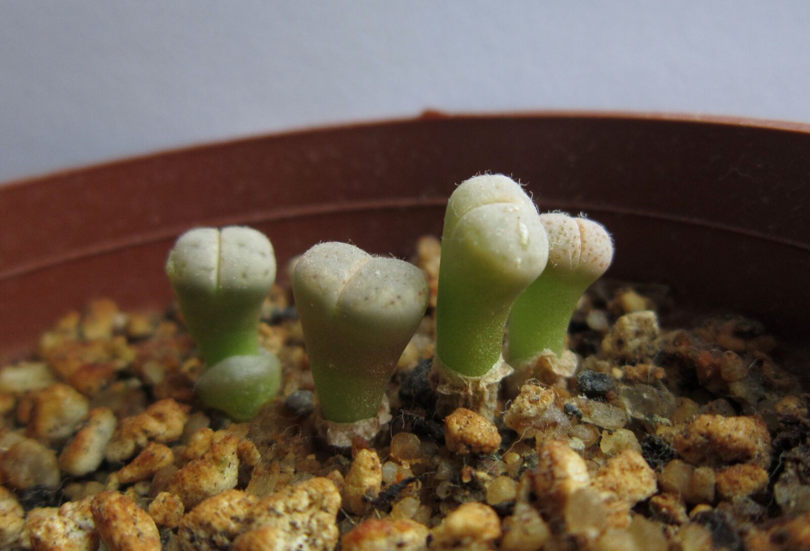 Canon PowerShot A3300 IS sample photo. Lithops, small, little photography