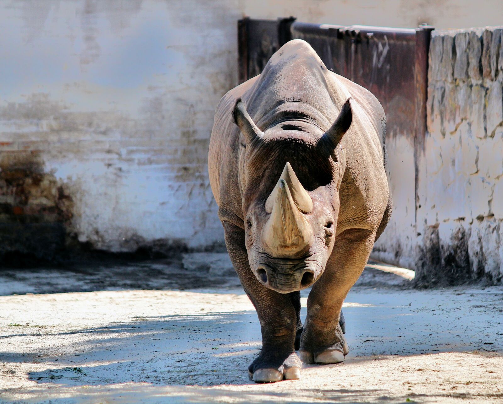 Canon EOS 550D (EOS Rebel T2i / EOS Kiss X4) sample photo. Rhinoceros, pachyderm, animal photography