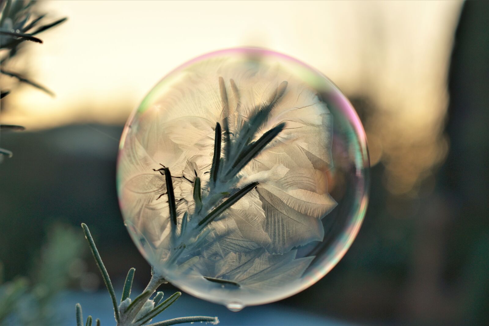 Nikon D5500 sample photo. Soap bubble, frozen, eiskristalle photography