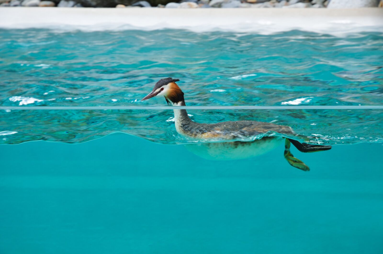 Nikon D7000 sample photo. Duck, bird, swimming photography