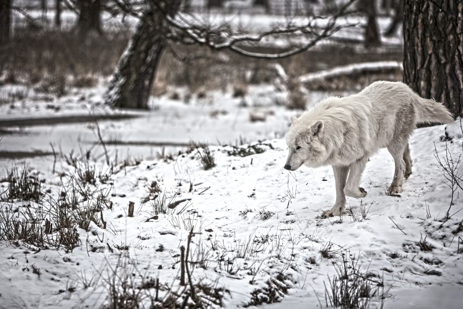 Canon EOS 5D + Canon EF 70-200mm F2.8L IS USM sample photo. Polarwolf, wolf, wilderness photography