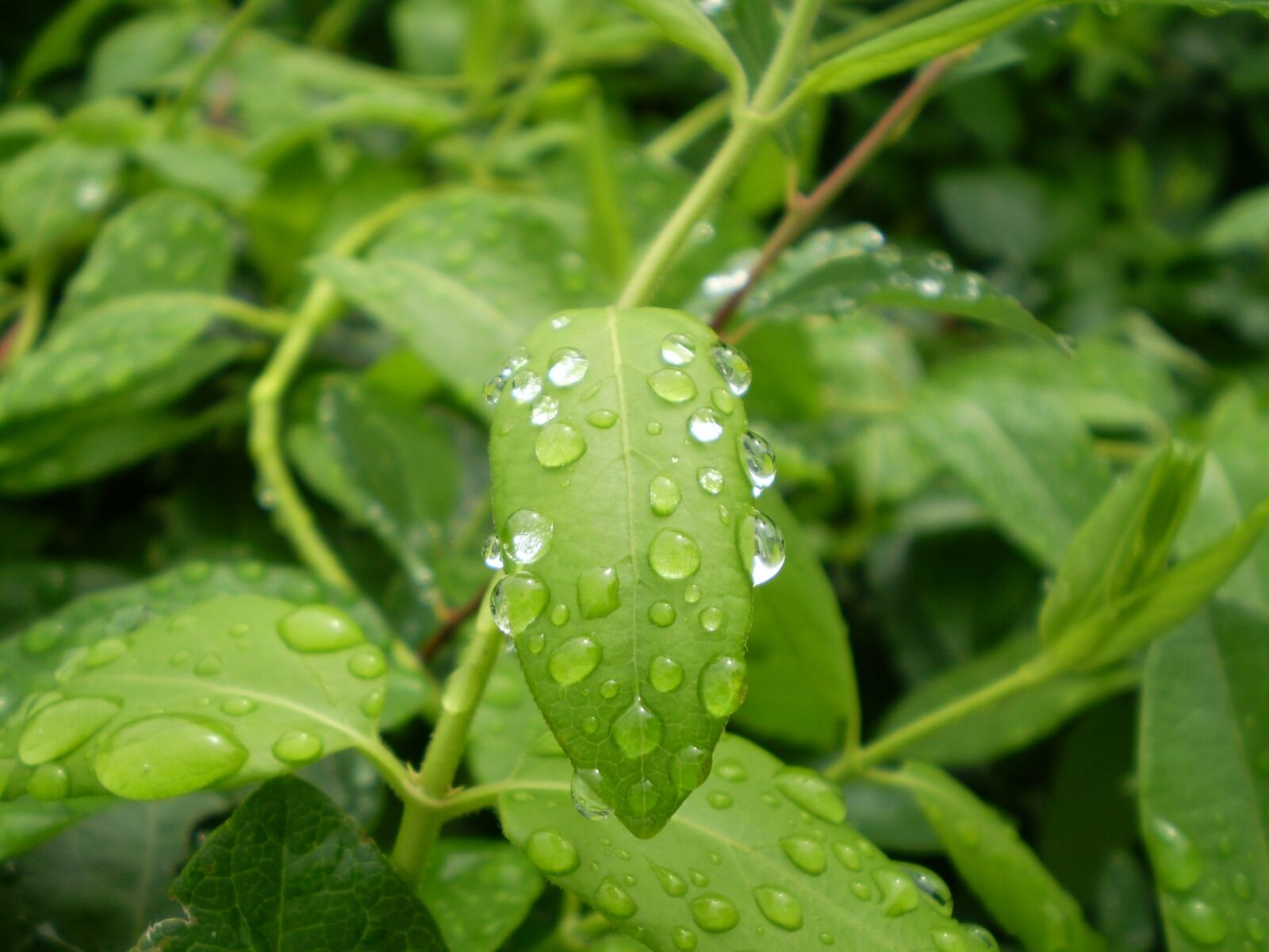 Olympus FE210,X775 sample photo. Rain, leaves, wet photography