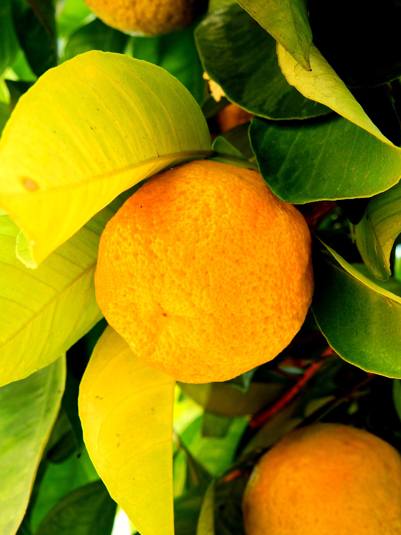 Nikon Coolpix P900 sample photo. Lemon, orange, mandarin photography