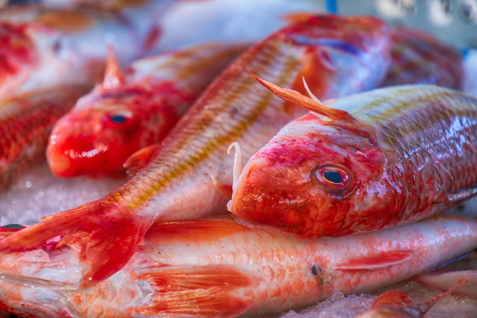 Canon EOS 70D sample photo. Fish, mullet, red photography