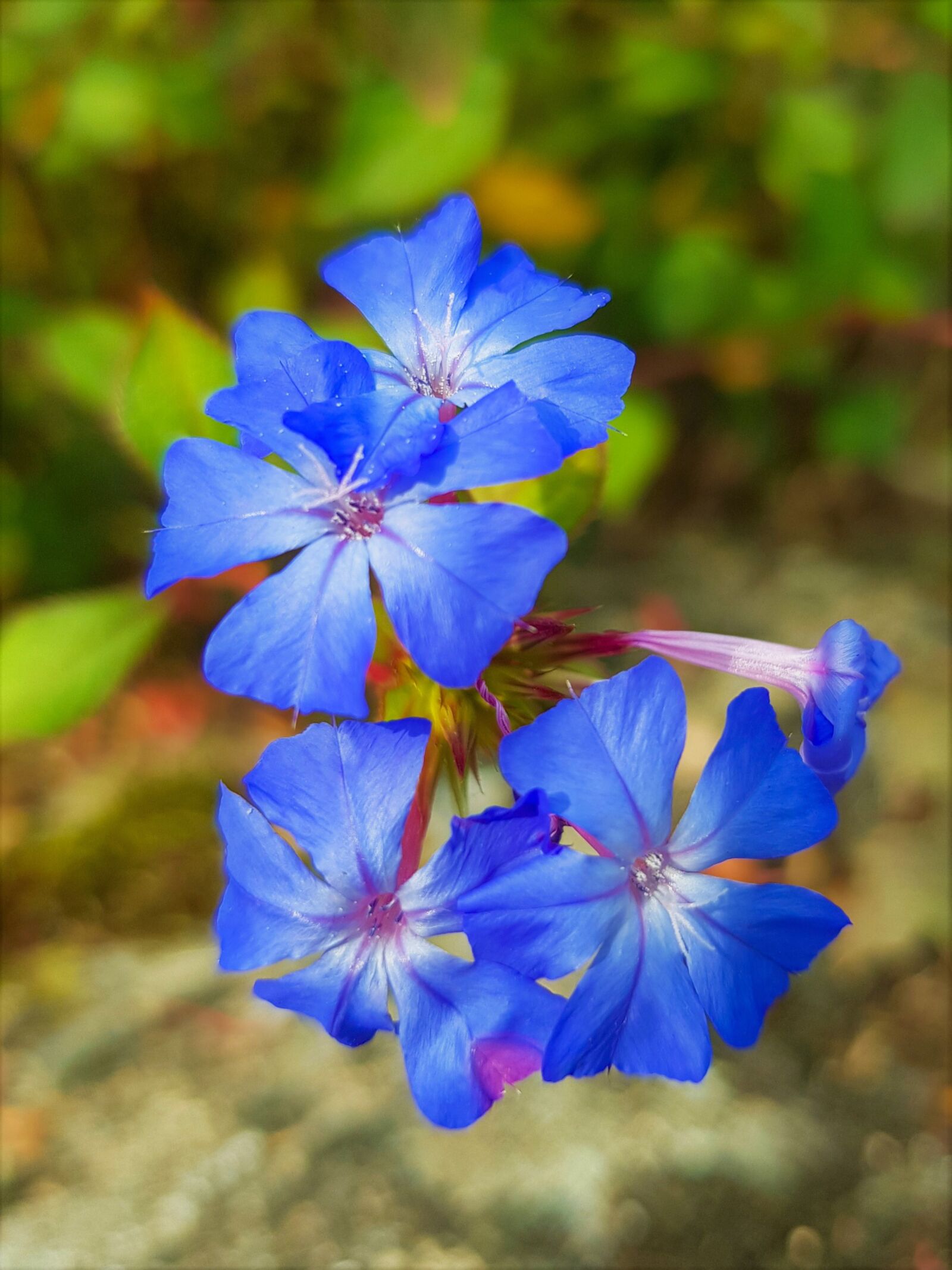 Samsung SM-G955F + Samsung Galaxy S8+ Rear Camera sample photo. Flowers, blue flowers, beauty photography