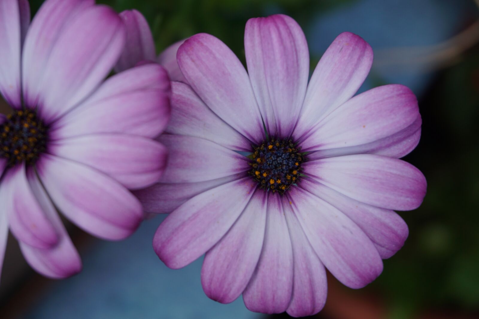 Sony a6000 sample photo. Blossom, bloom, flower photography