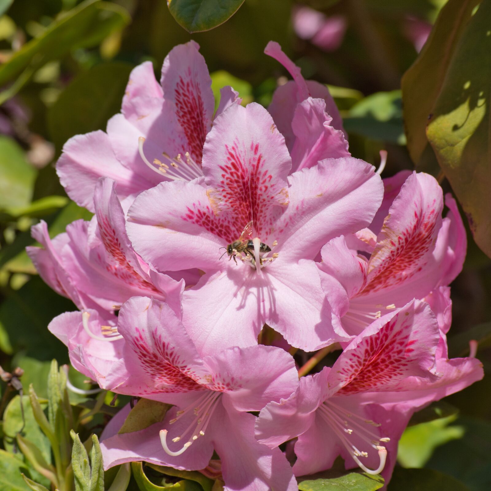 Nikon D7100 sample photo. Rhododendron, blossom, bloom photography