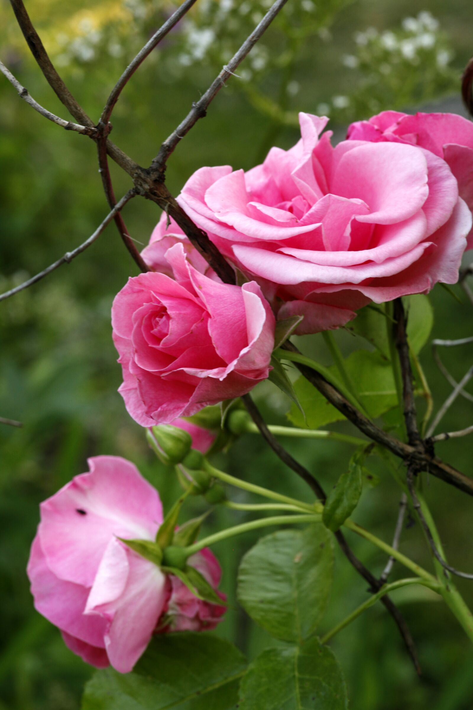 Canon EOS 5D Mark II sample photo. Pink rose, flower, rosa photography