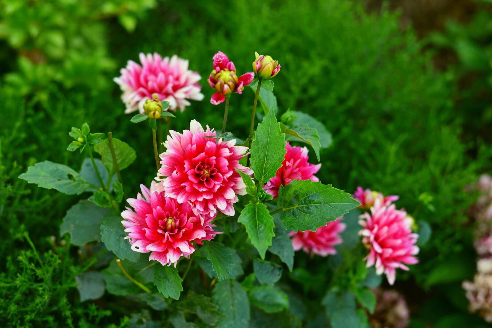 Nikon D610 sample photo. Dahlias, flower garden, blossom photography