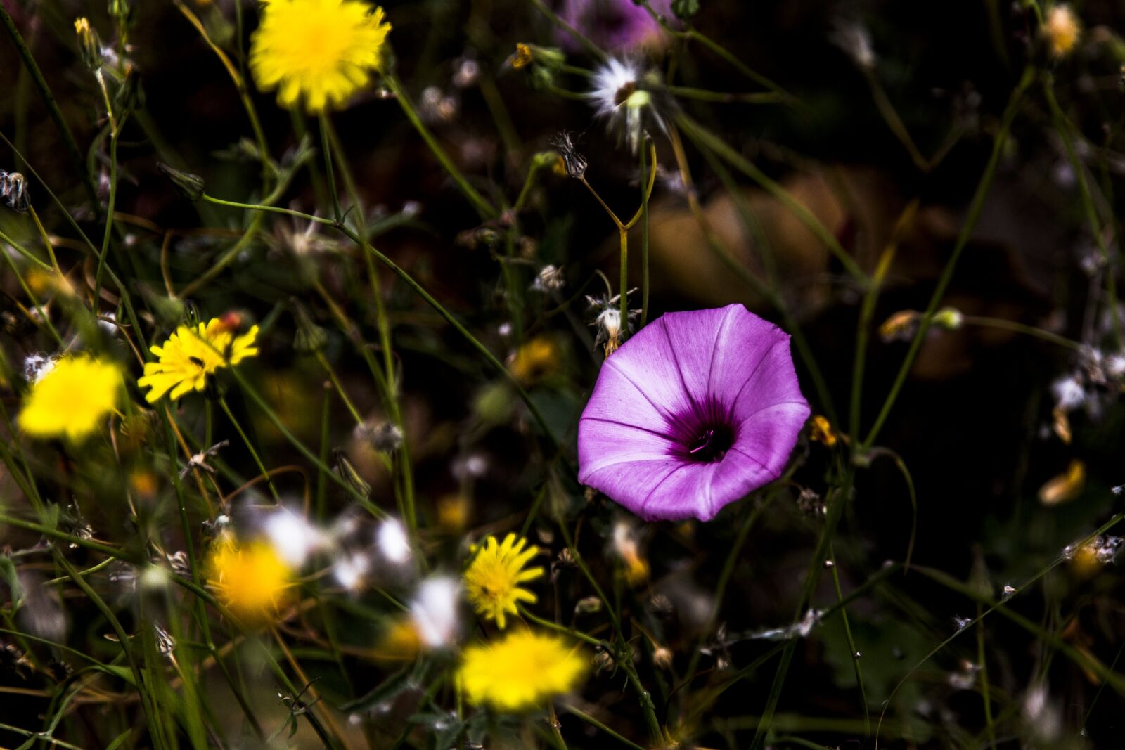 Canon EOS 6D + Canon EF 24-105mm F4L IS USM sample photo. Flores, flower, nature photography