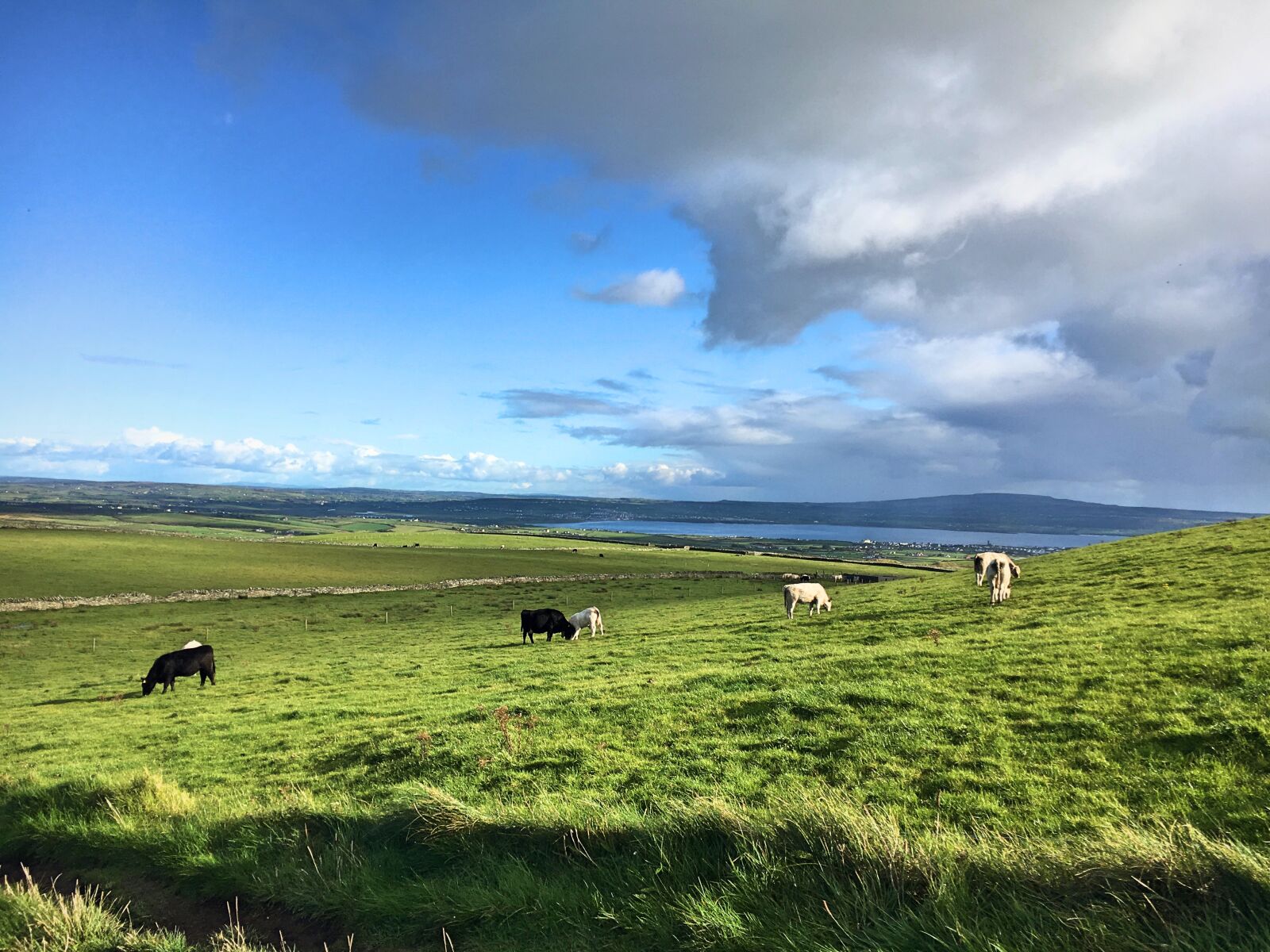 Apple iPhone 6s sample photo. Cows, grass, green, island photography