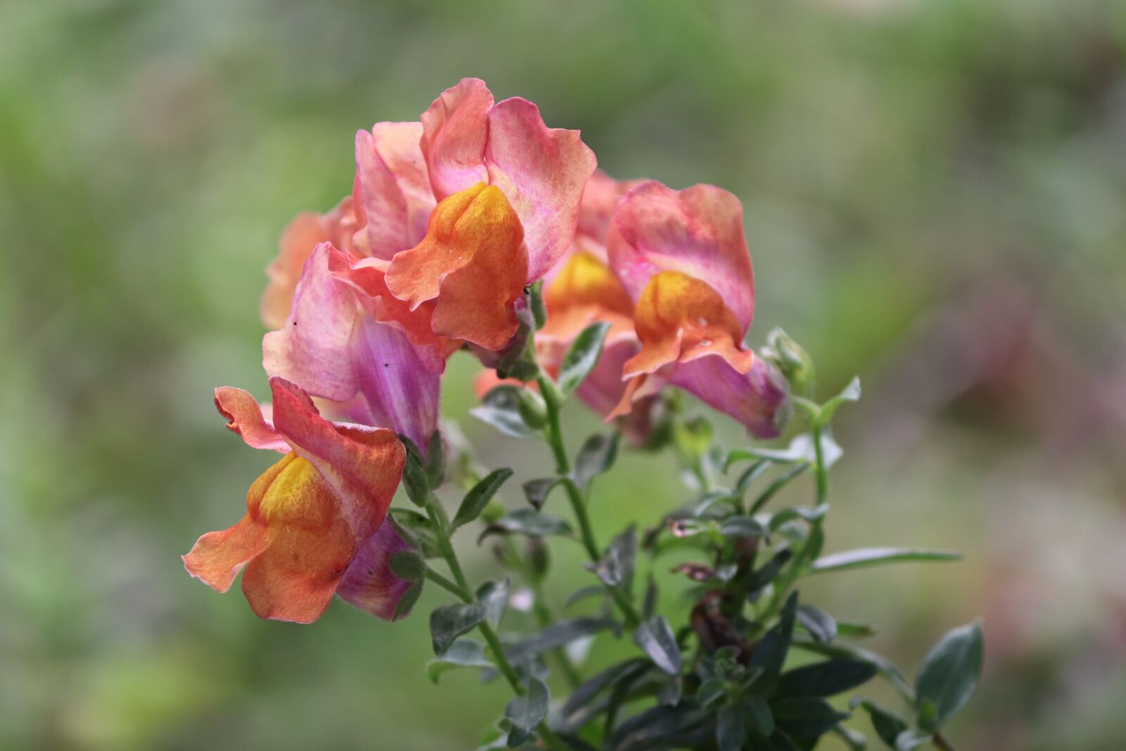 Canon EOS 200D (EOS Rebel SL2 / EOS Kiss X9) sample photo. Loewenmaeulchen, antirrhinum, flower photography