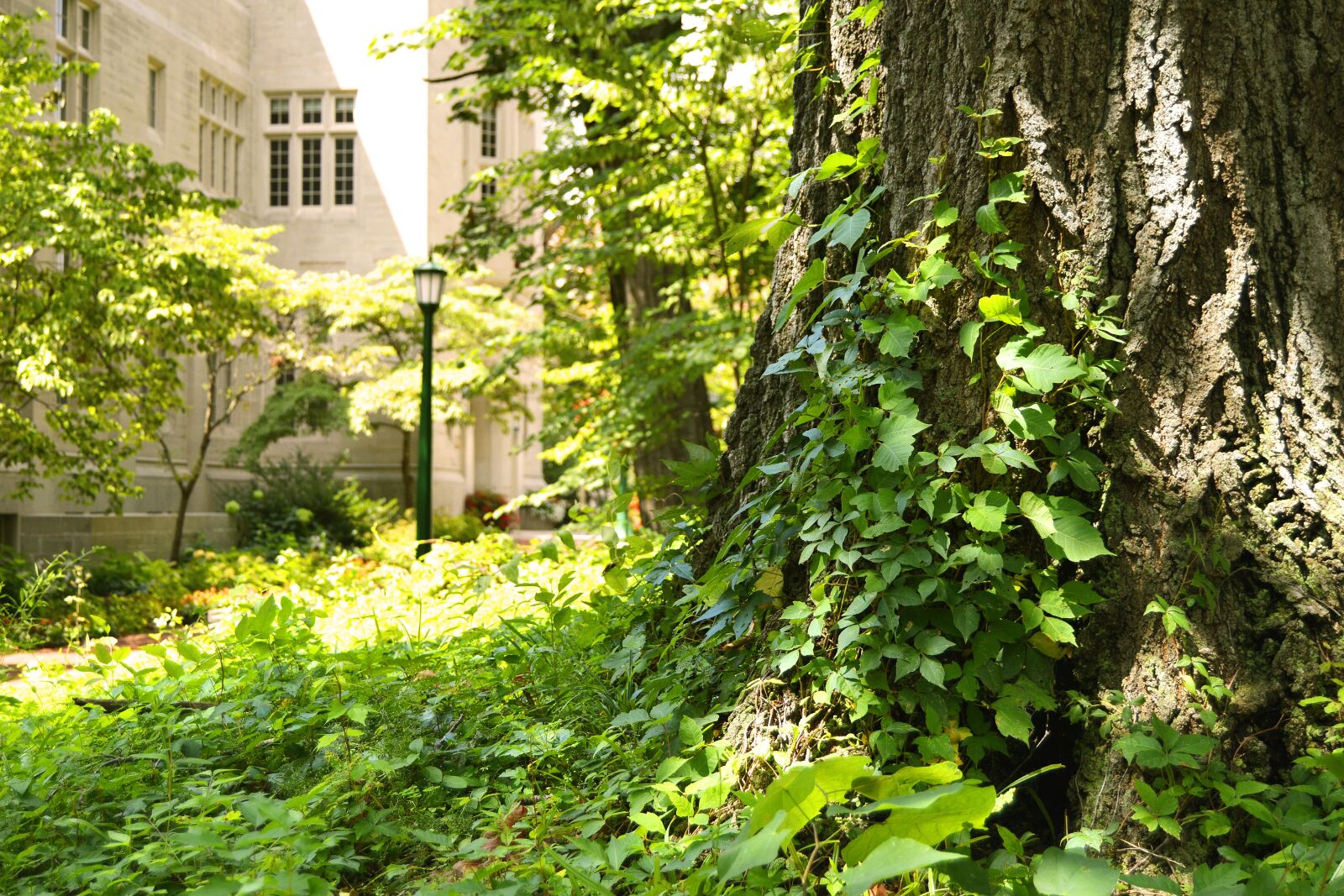 Nikon D3200 sample photo. University, campus, tree photography